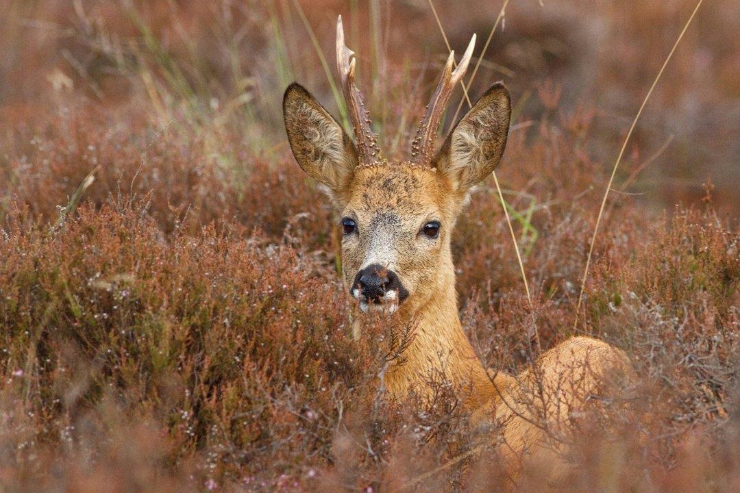 La Chasse en GIRONDE: comprenez les spécificités, découvrez les types de chasse et les chasseurs

Le département de la Gironde, situé en région Nouvelle-Aquitaine, se dis