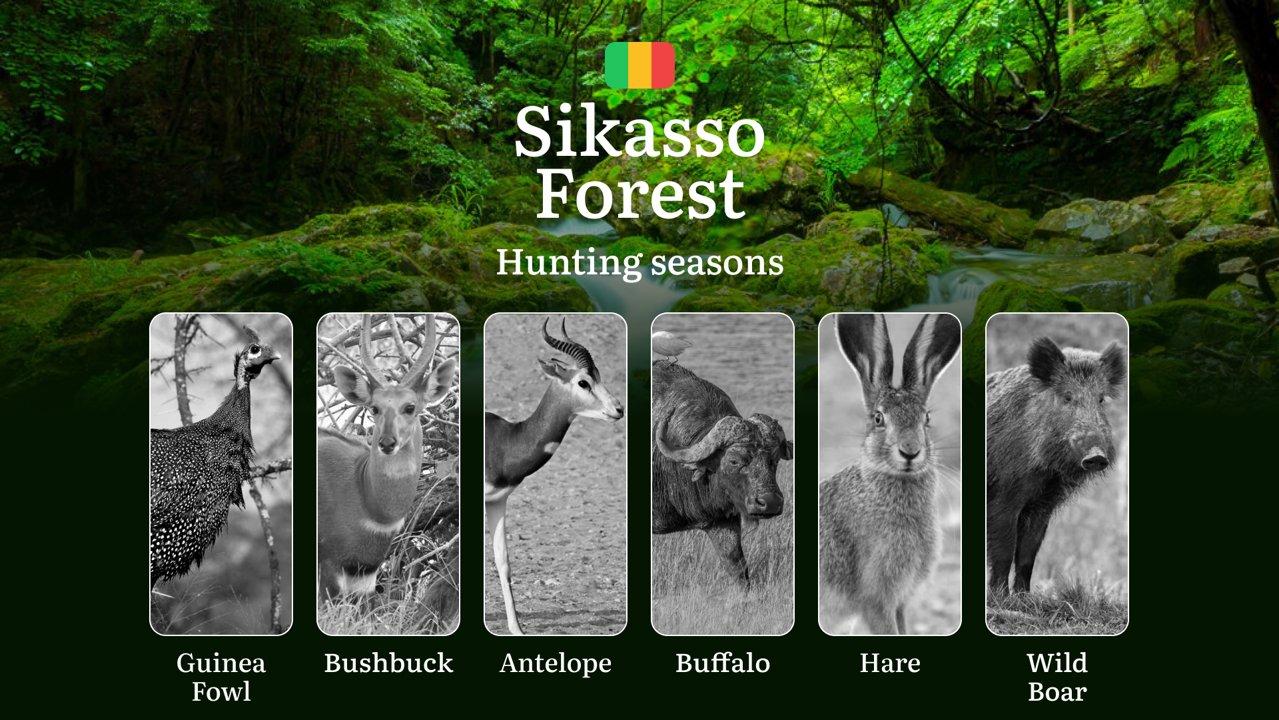 Hunting Season Dates in Sikasso Forest: Hunting Periods, Species and Season Bans, Joining the Hunt, Getting Licensed, Penalties That Can Ruin Season, Expert Picks, Timing, Tools