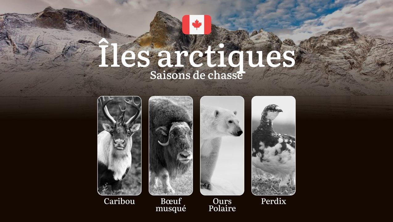 Saison de chasse dans les ÎLES ARCTIQUES du Canada: réglementation stricte, périodes clés et stratégies éprouvées 

La chasse dans les îles arctiques du Canada représente