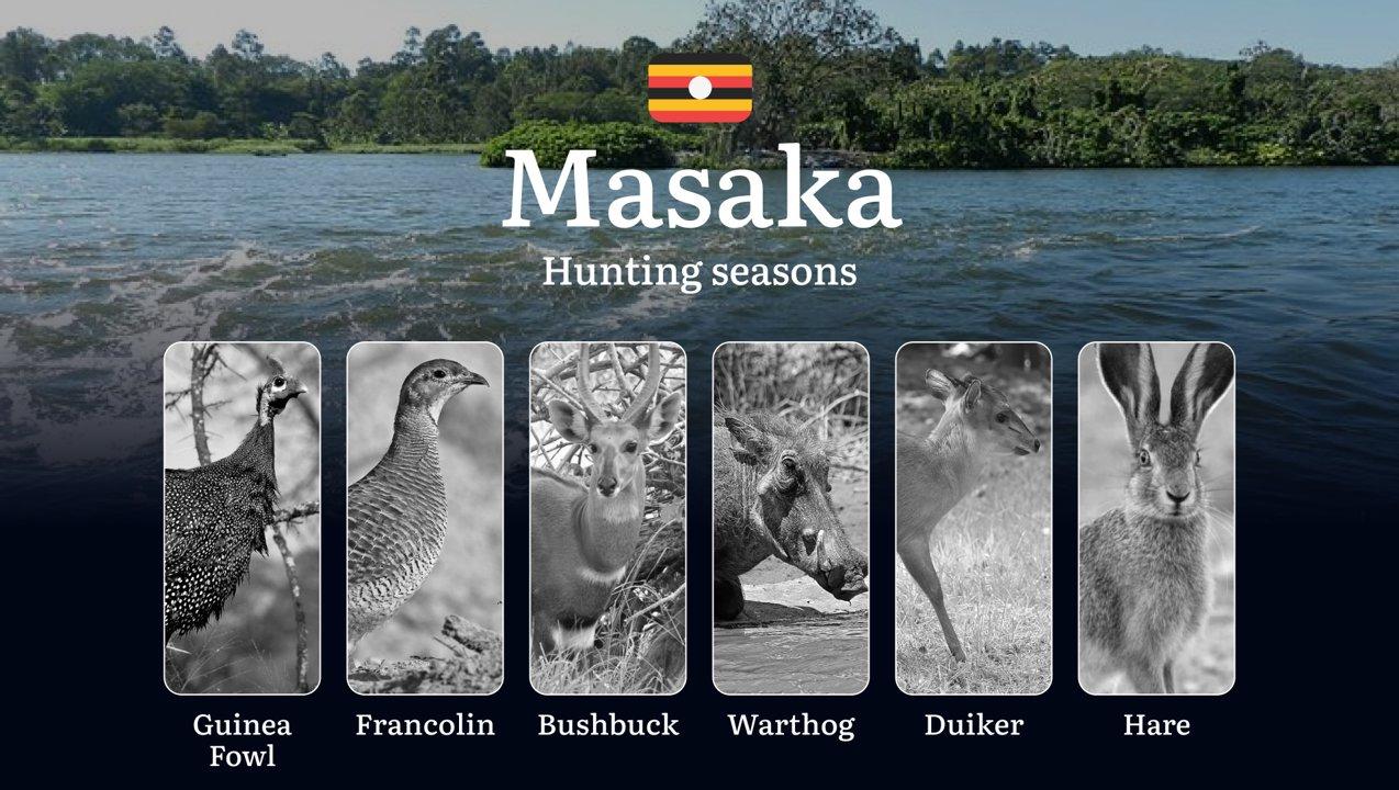 Masaka: Hunting Activity Periods, Protected Species and Seasonal Restrictions, Obtaining a License, Penalties That Affect Your Hunt, Expert Advice, Timing, Equipment

Hun