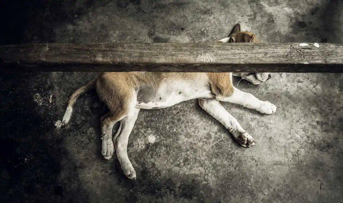 27 chiens de chasse meurent d’asphyxie lors d’une traversée maritime entre Barcelone et Majorque 

Le 1er novembre 2025, un tragique incident a coûté la vie à 27 chiens d