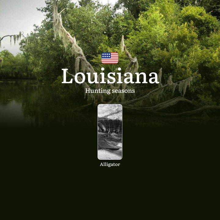 Alligator Hunting Seasons in Louisiana, USA: Timing, Licenses, Regulations, Best Periods for Hunting and Seasonal Features

Rules and Dates of the Alligator Hunting Seaso