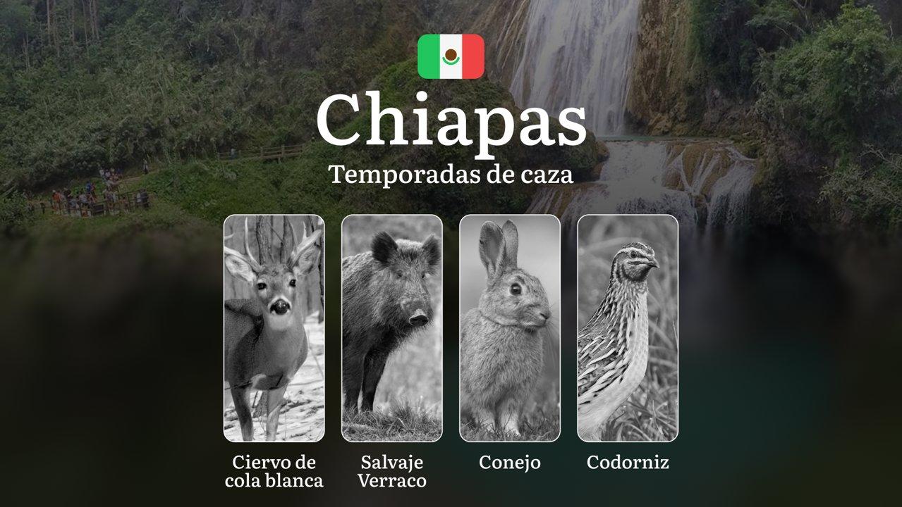 Temporadas y períodos de Caza en Chiapas: Periodos Legales, Especies y Recomendaciones Prácticas