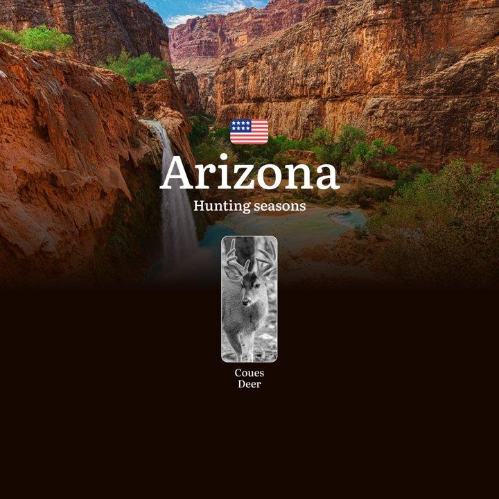 Hunting Seasons in Arizona for Coues Deer: Dates, Licenses, Rules, and Tactics, Seasonal Features, Penalties for Violating Hunting

Coues Deer Hunting Season in Arizona, 
