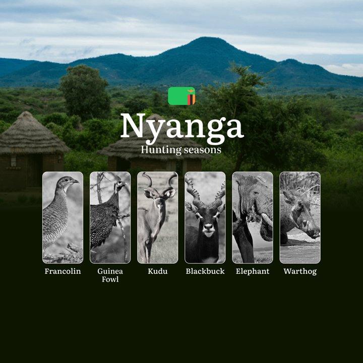 Mastering Hunting Seasons and Calendar in Nyanga Region, Zambia: Timing, Rules, and Strategies for Ethical Hunts