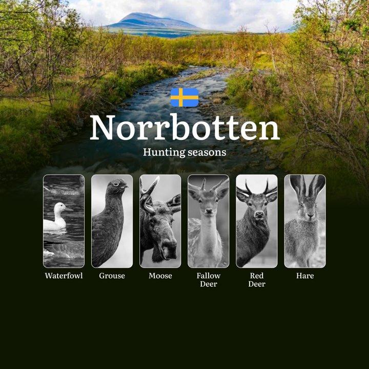 Hunting Periods and Local Rules in NORRBOTTEN: Species You Can Hunt Throughout the Year, Seasonal Activity of <strong>Game</strong>, and the Steps to Get a Legal Hunting 