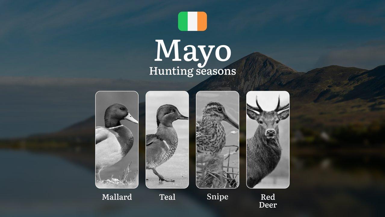 Beyond the Calendar: How MAYO'S Extreme Weather and Ancient Landscapes Shape the Perfect Hunt

Hunting Regulations & Seasonal Framework in Mayo

County Mayo operates unde