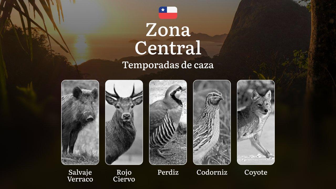 Temporadas de caza en la Zona Central de Chile: fechas, reglas y consejos para cazadores, mejores épocas, lugares y tácticas de caza