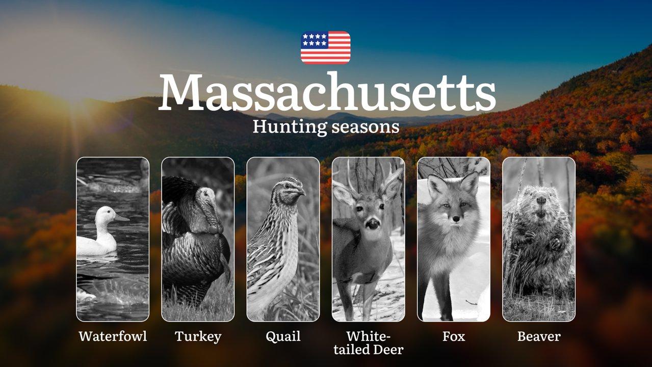 Seasons of Hunting in the USA, Massachusetts: Timing, Licenses and Rules, Restrictions and Prohibited Species

Hunting Regulations and Season Dates in Massachusetts

Hunt