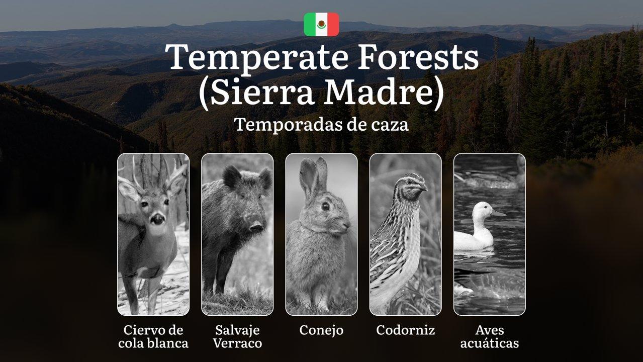 Temporadas y períodos de caza en los Bosques Templados de Sierra Madre: Periodos Legales, Comportamiento de la Fauna y Requisitos para Cazadores