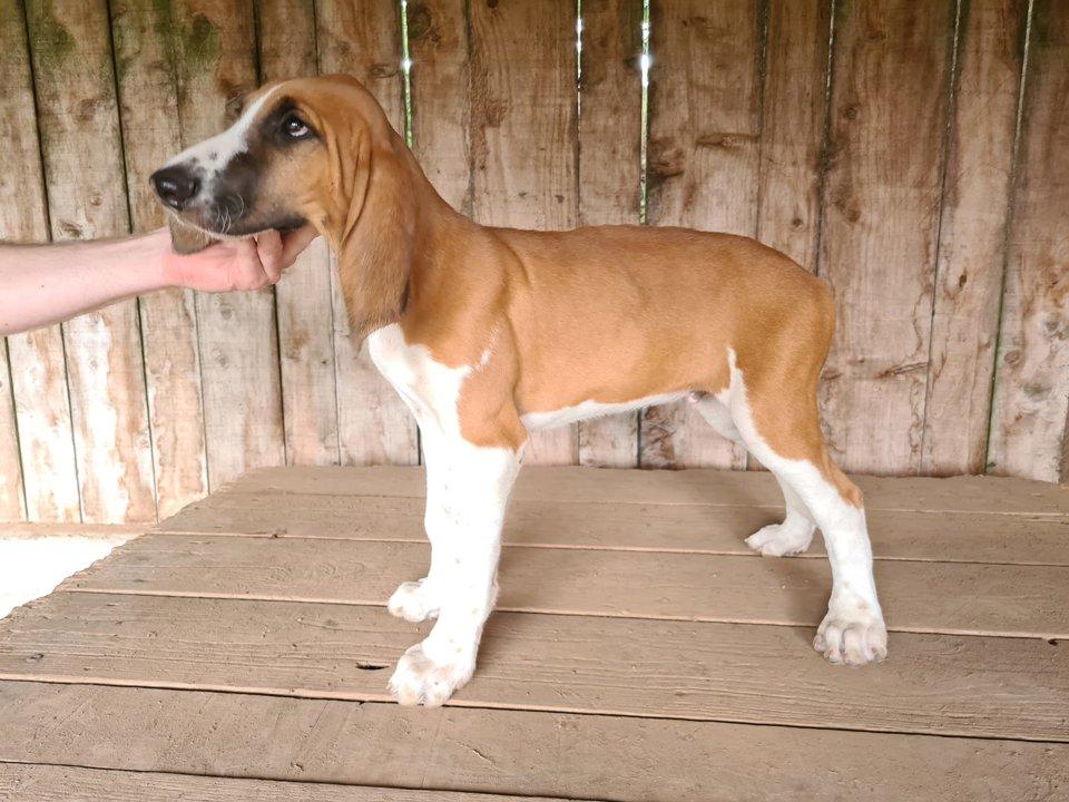 Chiots Anglo Poitevin
