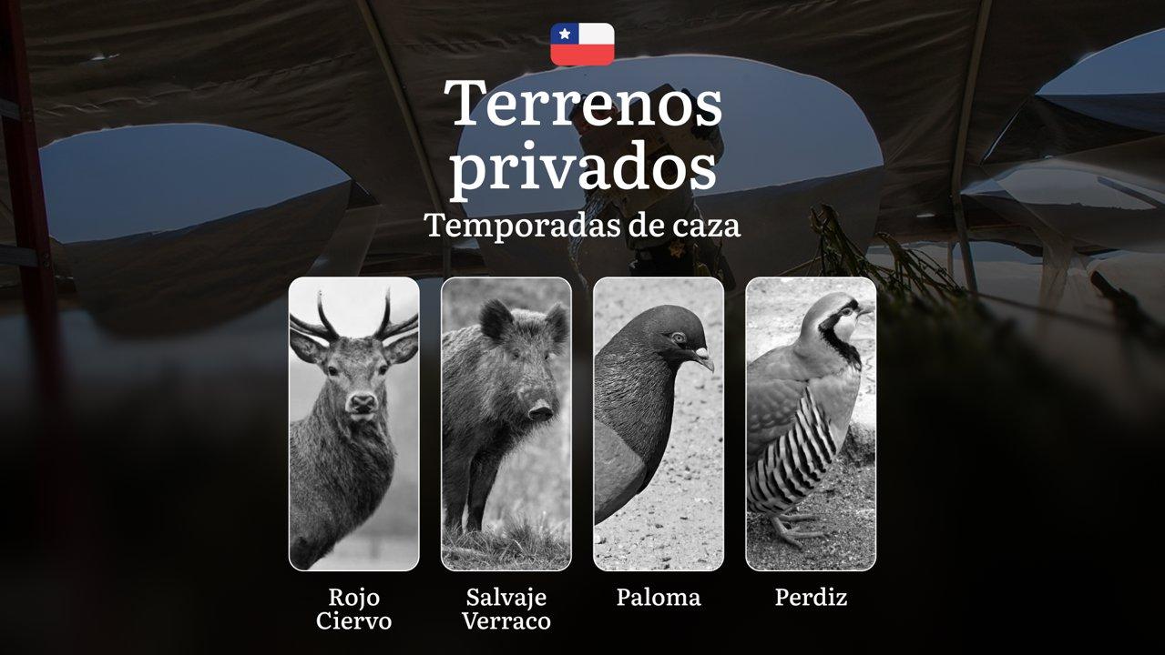 Temporadas de caza en terrenos privados de Chile: épocas, permisos, normativa y mejores épocas para la caza