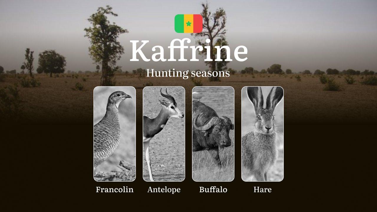 Hunting Seasons in Senegal: Time and Dates of Hunting, Restrictions and Bans, Tactics for Hunting in the KAFFRINE Region