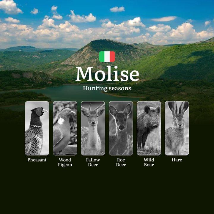 Molise Small Game Calendar: Year-Round Opportunities for Hare and Woodcock in Italy's Hidden Region

Regulations and Hunting Calendar in Molise

The hunting season in Mol