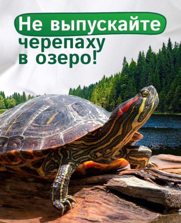 Красноухие черепахи в Беларуси: экзотика, ставшая угрозой

В водоёмах Беларуси всё чаще встречаются красноухие черепахи — вид, естественная среда обитания которого находи