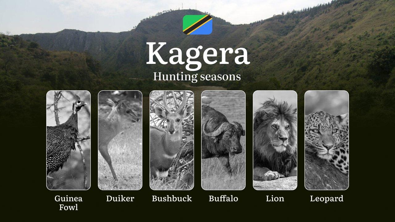 Kagera: Hunting Timeframes, Species and Seasonal Bans, Participating in the Hunt, Getting Licensed, Penalties That May Spoil Season, Expert Recommendations, Timing, Tools