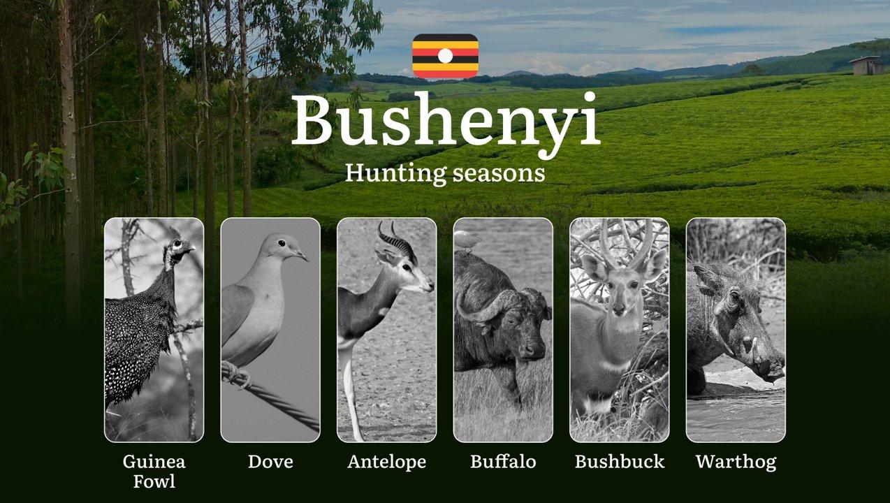 Permitted Hunting Intervals in Bushenyi: Year-Round Huntable Wildlife, Seasonal Migration of Game, and the Process for Securing a Legal Hunting Permit

Hunting in Busheny