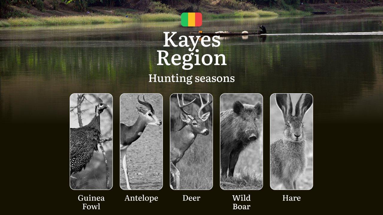 Hunting Season Dates in Kayes Region: Hunting Periods, Species and Season Bans, Joining the Hunt, Getting Licensed, Penalties That Can Ruin Season, Expert Picks, Timing, Tools