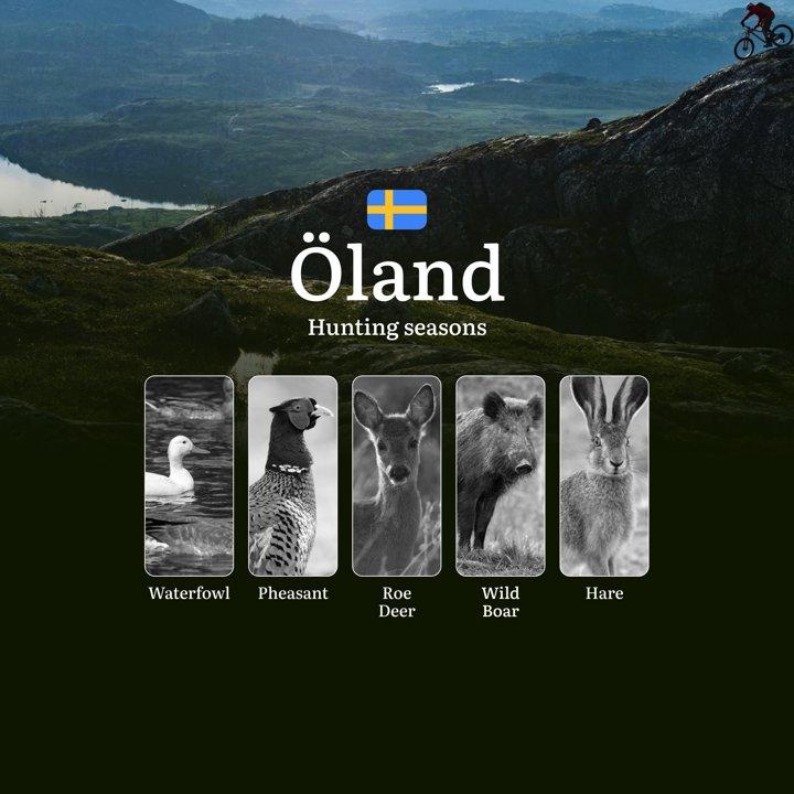Hunting Periods and Local Rules in ÖLAND: Species You Can <strong>Hunt</strong> Throughout the Year, Seasonal Activity of Game, and the Steps to Get a Legal Hunting Licen