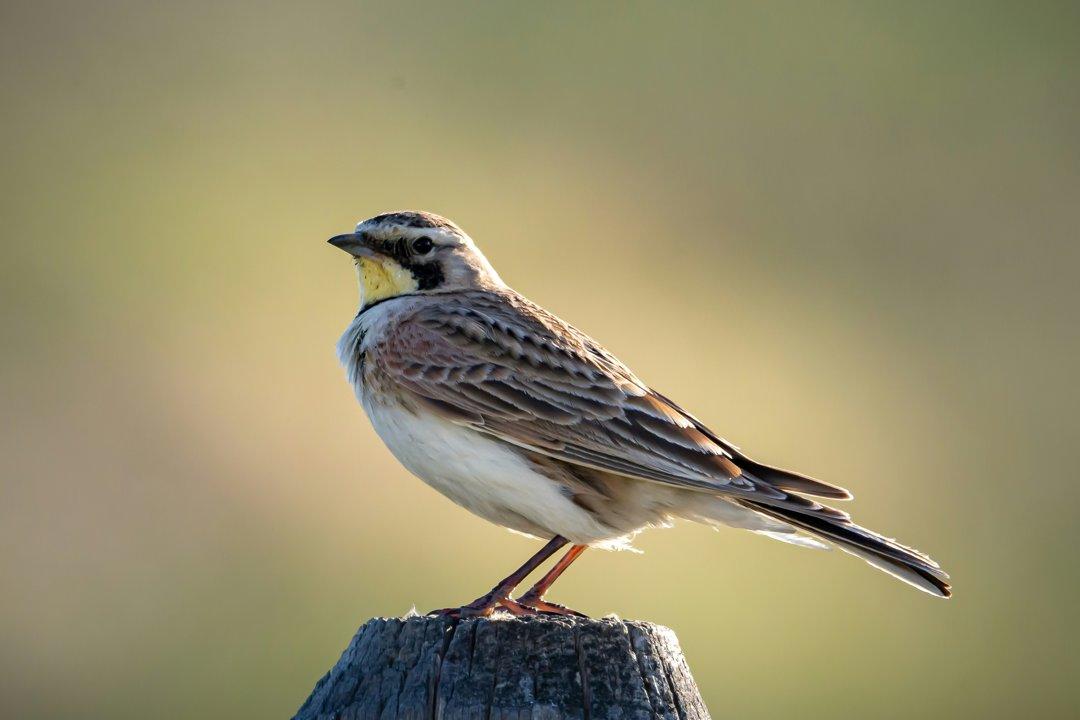 La Chasse aux HAUTES-PYRÉNÉES: explorez la géographie, naviguez dans la législation et découvrez les traditions