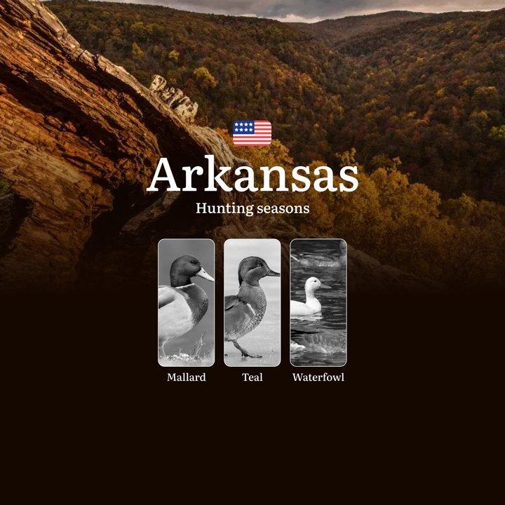 Seasons of Hunting in Arkansas: Hunting Dates, Licenses, Rules and Best Periods for Hunting, Tips for Hunters and Hunting Restrictions

Arkansas Duck Hunting Seasons, Mai