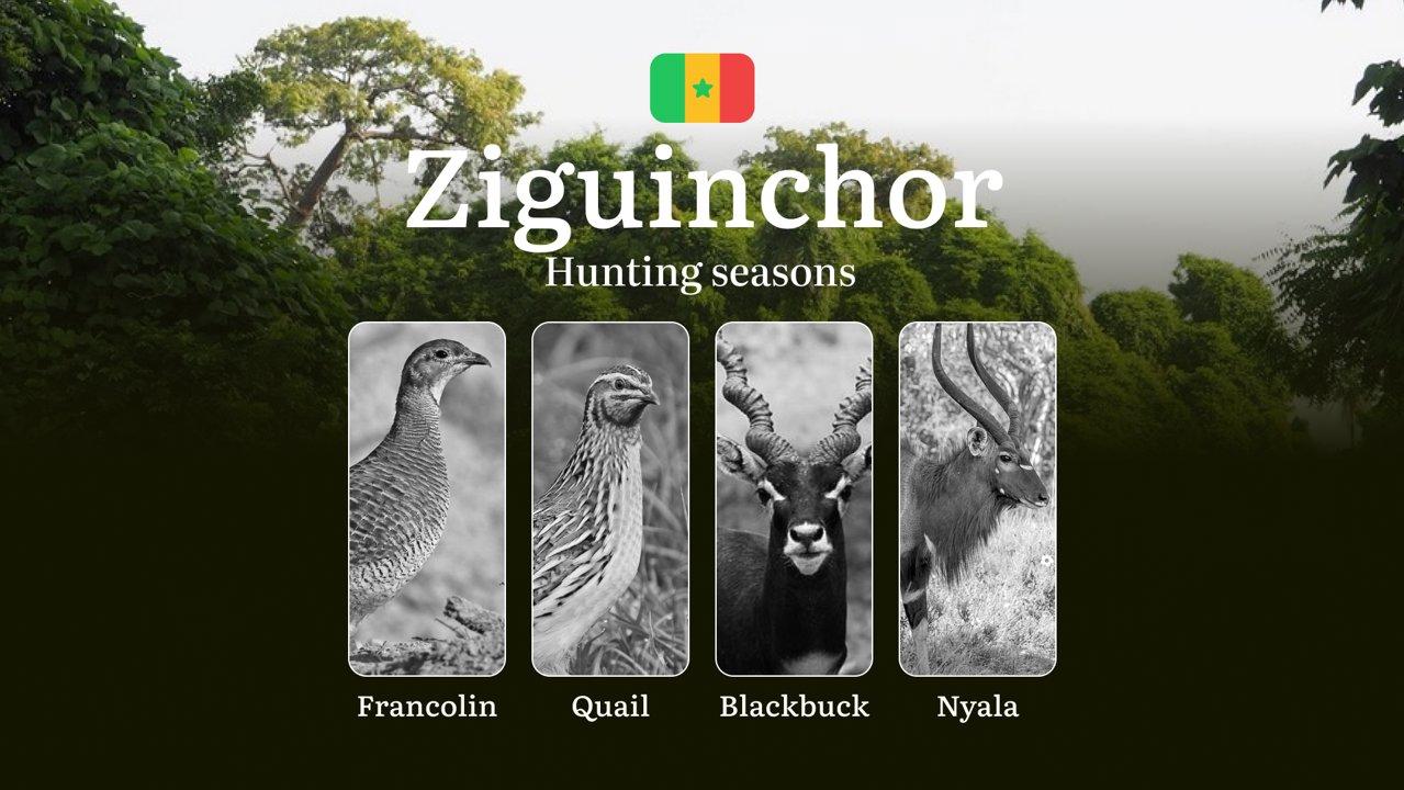 Hunting Time in Senegal: Timing, Licenses and Rules in the ZIGUINCHOR Region, Hunting Permits, Tips and Tactics for Hunters