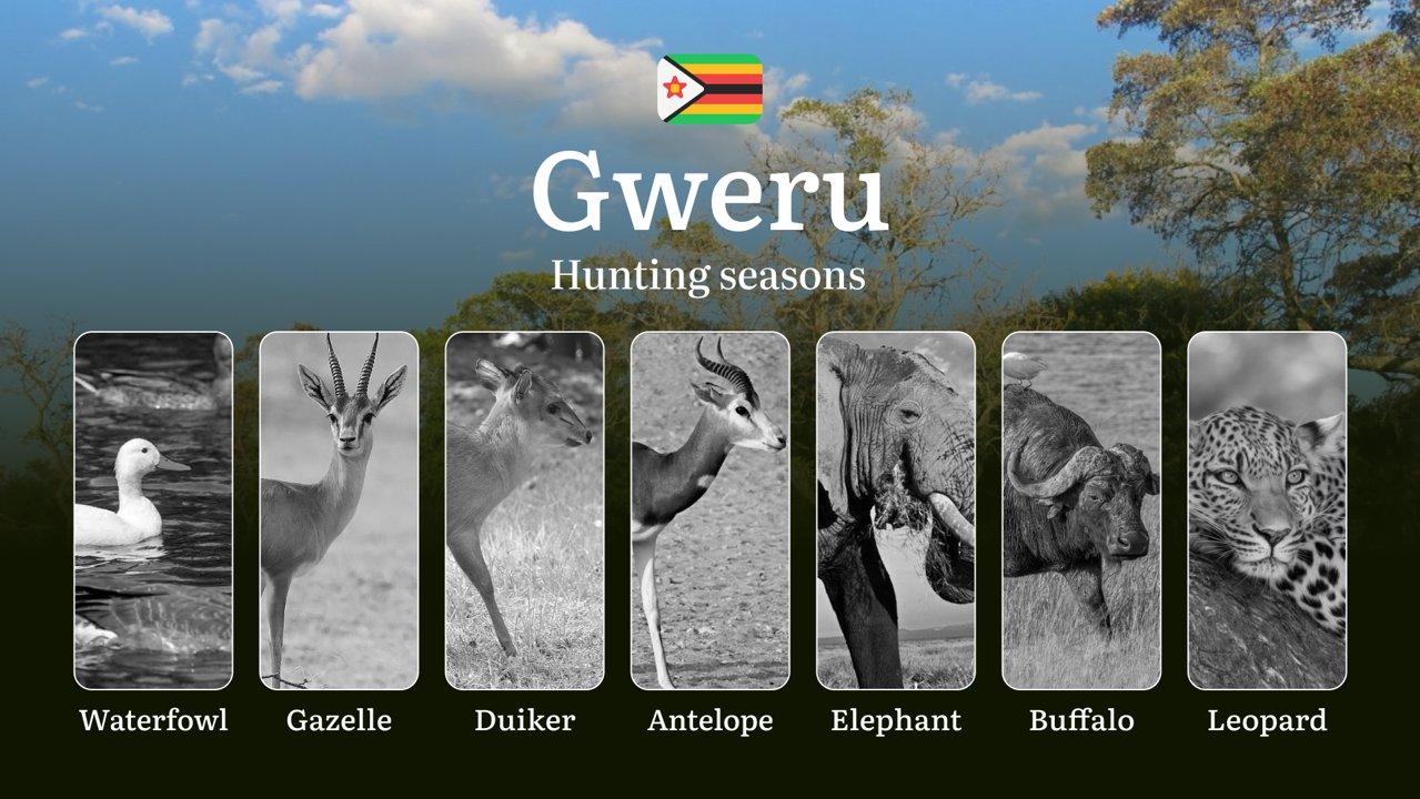 Seasons of Hunting in Zimbabwe, GWERU Region: Hunting Periods, Licenses, Rules and Times, Hunting License and Tips for Hunters