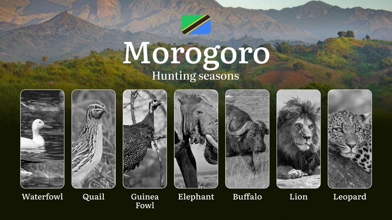 Morogoro: Official Hunting Dates, Regulatory Limits and Seasonal Prohibitions, Licensing Rules, Fines and Legal Penalties for Non-Compliance, Strategic Preparation, Timin