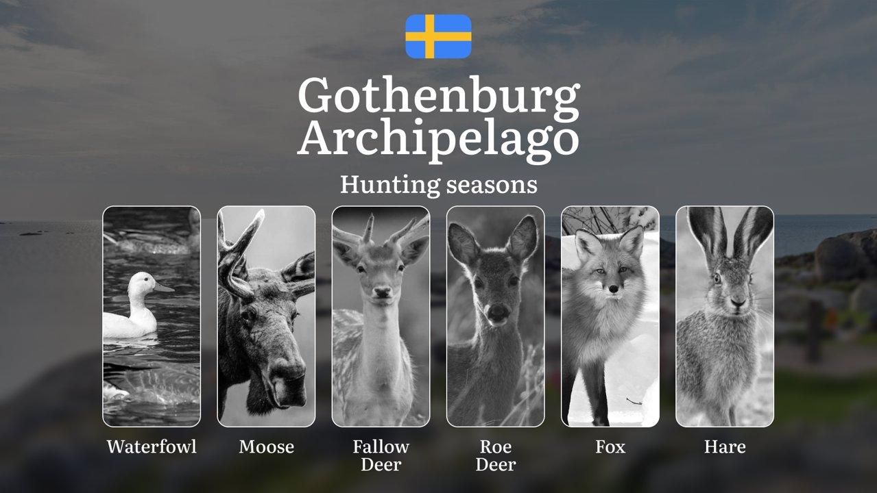 Hunting Periods and Local Rules in GOTHENBURG ARCHIPELAGO: Species You Can Hunt Throughout the Year, Seasonal Activity of Game, and the Steps to Get a Legal Hunting License in the Region