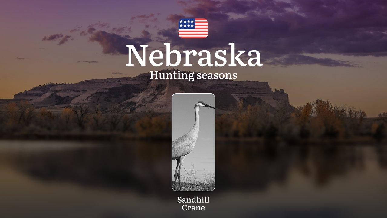Sandhill Crane Hunting Seasons in Nebraska: Timing, Licenses, Rules, and Seasonality of Hunting, Restrictions and Prohibitions

Hunting Rules and Seasons, Key Dates and R