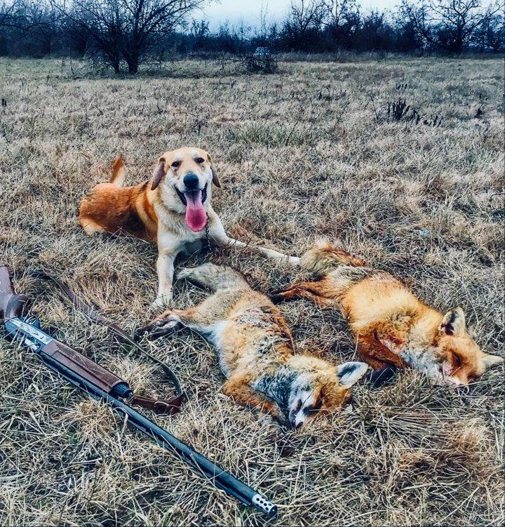 ЛИСИЦА: описание, охота на лису, повадки, методы, оружие, трофей, лицензия — полное руководство для охотников