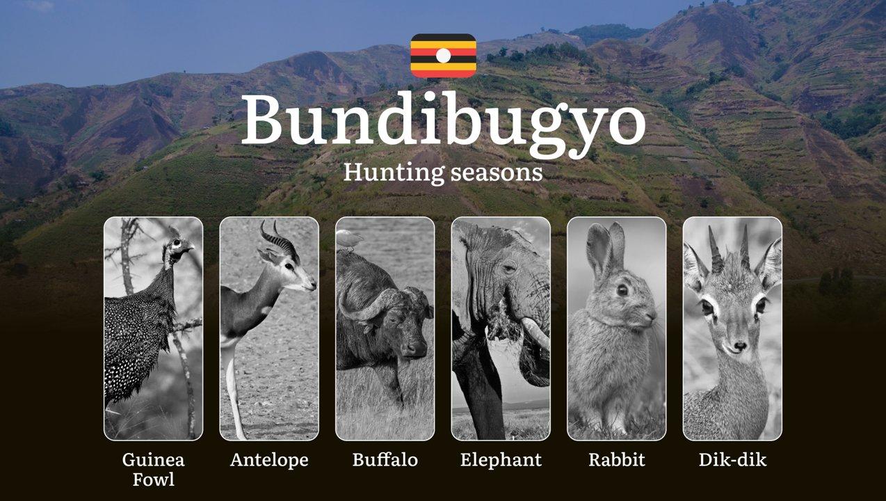 Hunting Access Dates in Bundibugyo: Key Hunting Periods for All Species, Restricted Areas, Rules and Exceptions, Getting Your License, Gear, Locations, and Optimal Timing