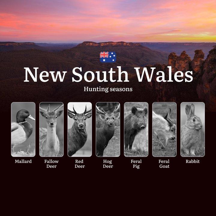 Timing the Chase: A Deep Dive into NSW’s Hunting Calendar, Animal Behavior, and Unwritten Rules of the Field