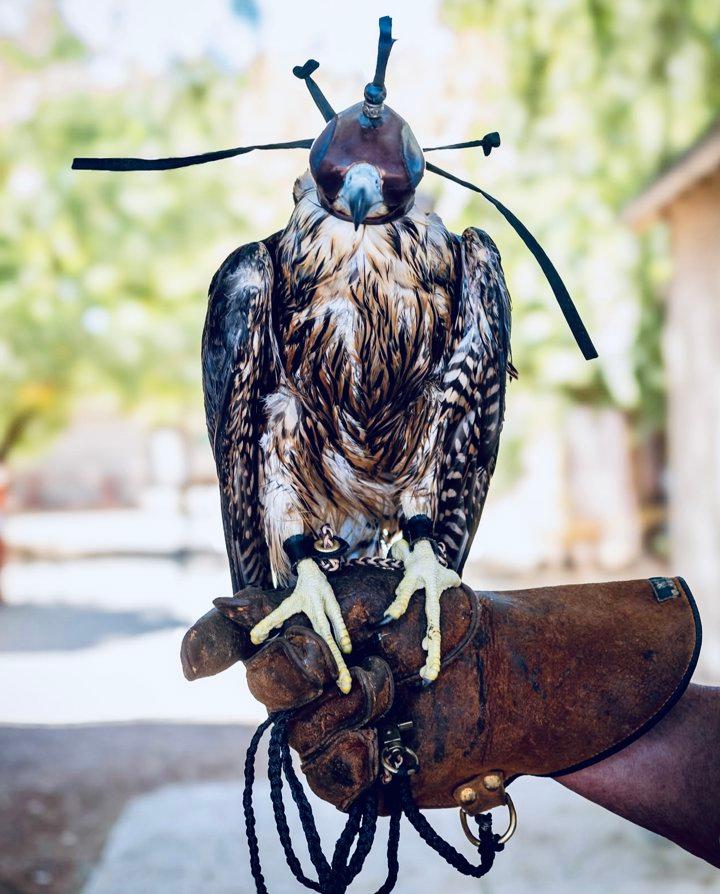 Falconry in the USA – State Laws, Traditions, Training, and Care

Falconry in the USA is more than a sport—it’s a centuries-old tradition rooted in discipline, respect fo