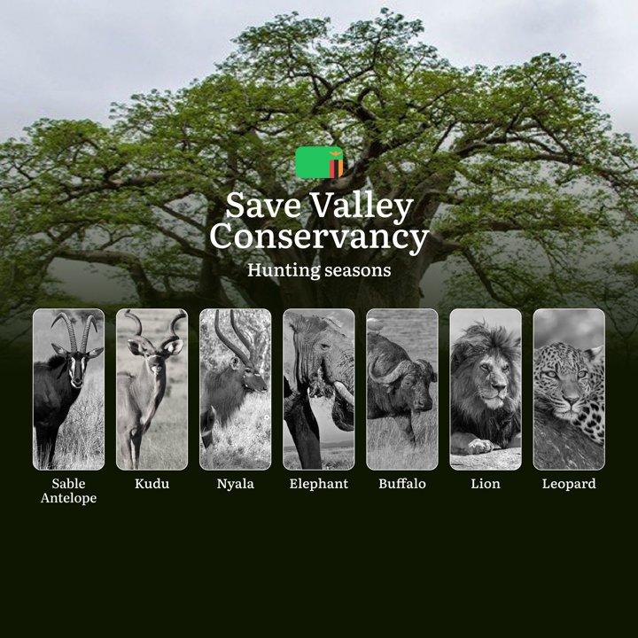 When the Mopane Forests Whisper: Save Valley Conservancy Hunting Regulations & Seasons: Hunting Rules, Restrictions, and Responsible Practices