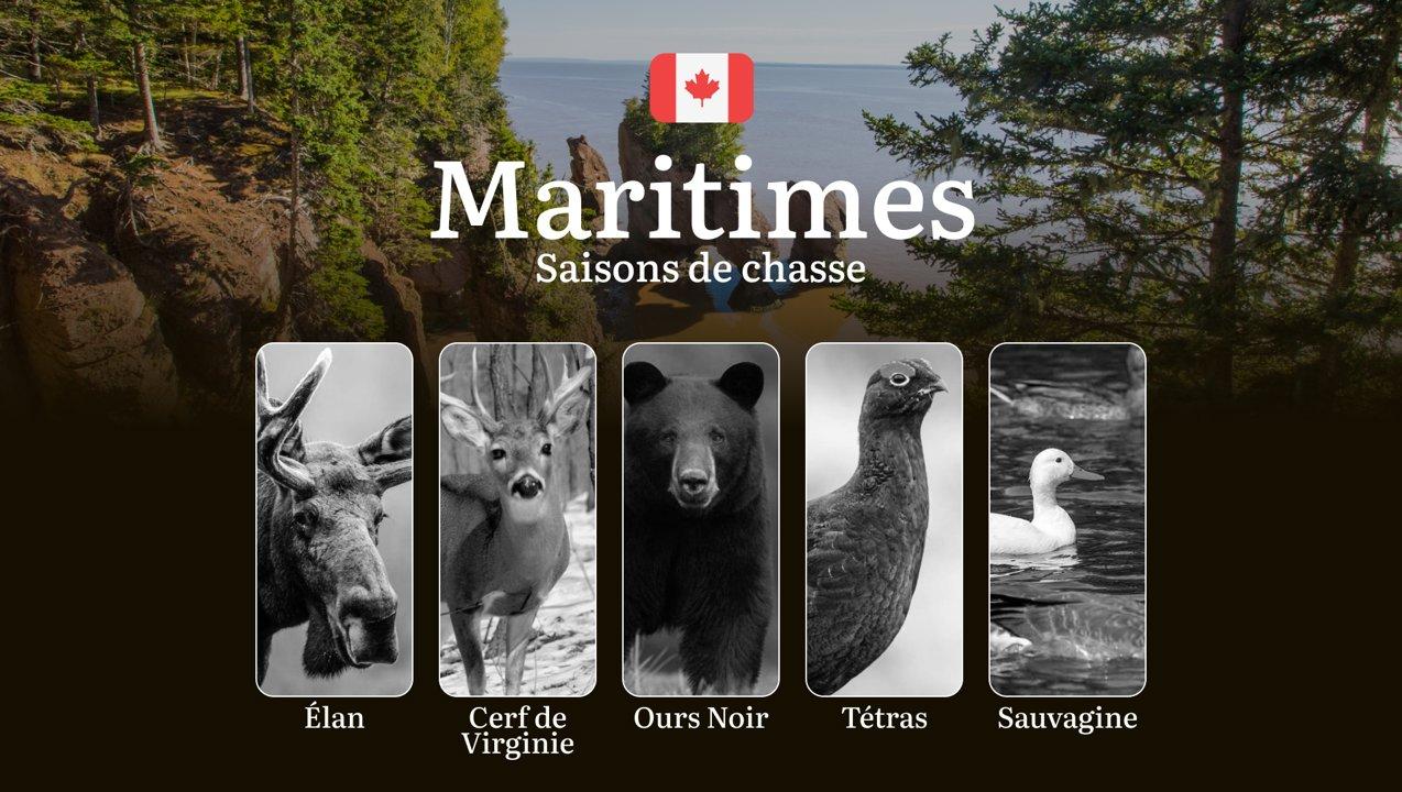 Les Saisons de Chasse dans les MARITIMES: Règles Essentielles, Périodes Clés et Conseils