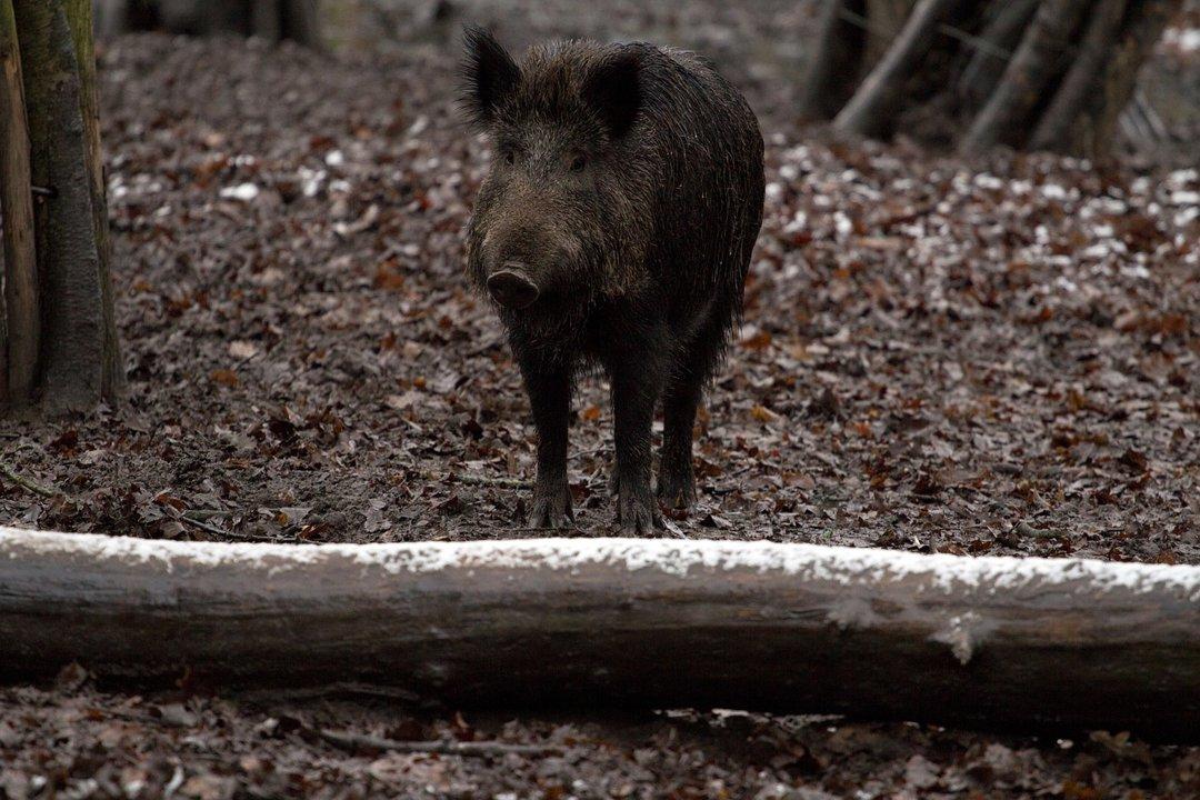 La chasse en MEUSE: Forêts denses, gibiers variés, engagement des chasseurs, gestion durable <strong>de</strong> la faune et réglementation cynégétique

Géographie et car