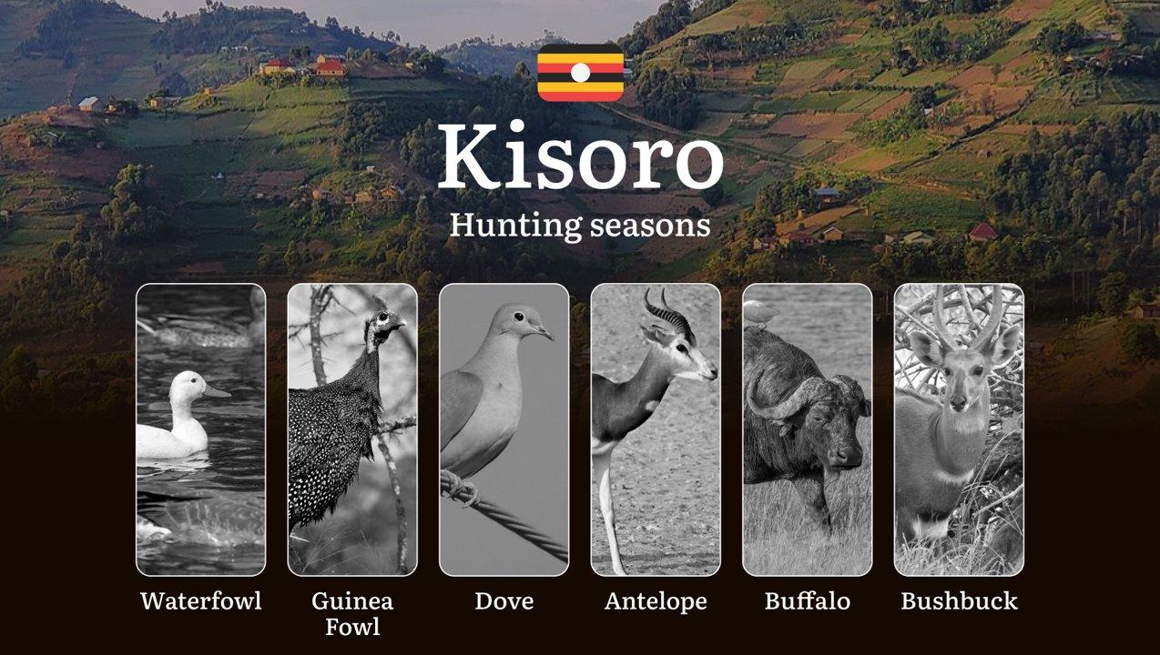 Kisoro: Designated Hunting Periods, Legal Limits and Seasonal Restrictions, Licensing Rules, Penalties for Violations, Planning, Timing, and Gear