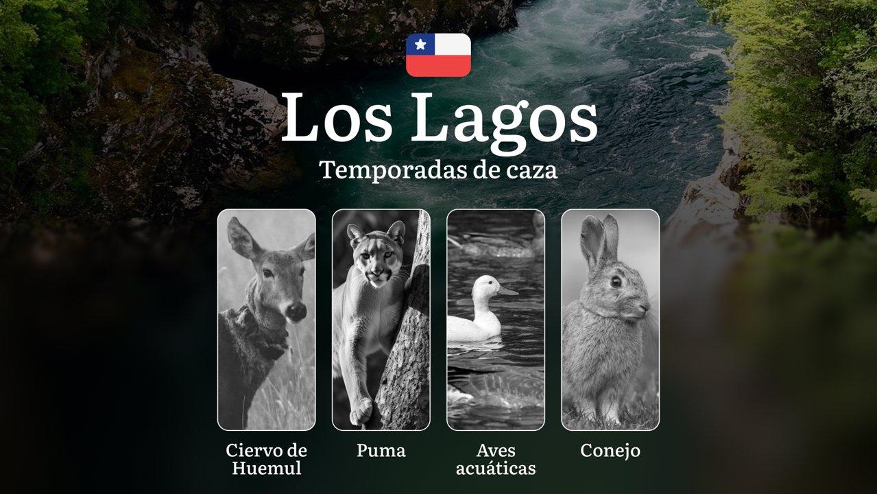 Temporadas de caza en la región de Los Lagos, Chile: los mejores meses y tipos de presa, prohibiciones y restricciones