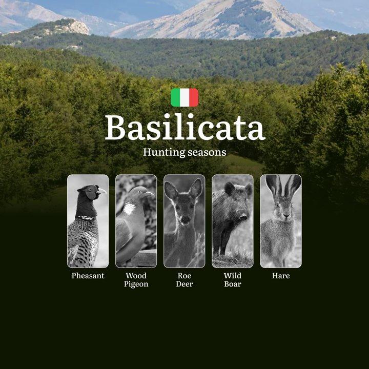 Basilicata Hunting Season: Exclusive September-October Hunting Windows in Pollino Forests, Hunting Tips and Secrets

Regulation and hunting calendar in Basilicata

Basili