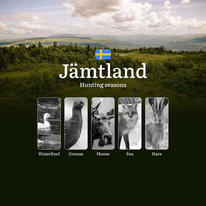 Hunting Periods in JÄMTLAND: When and What You Can Hunt, Seasonal Game Patterns, and Everything You Need to Know to Obtain a Valid Hunting License in the Region

Hunting 