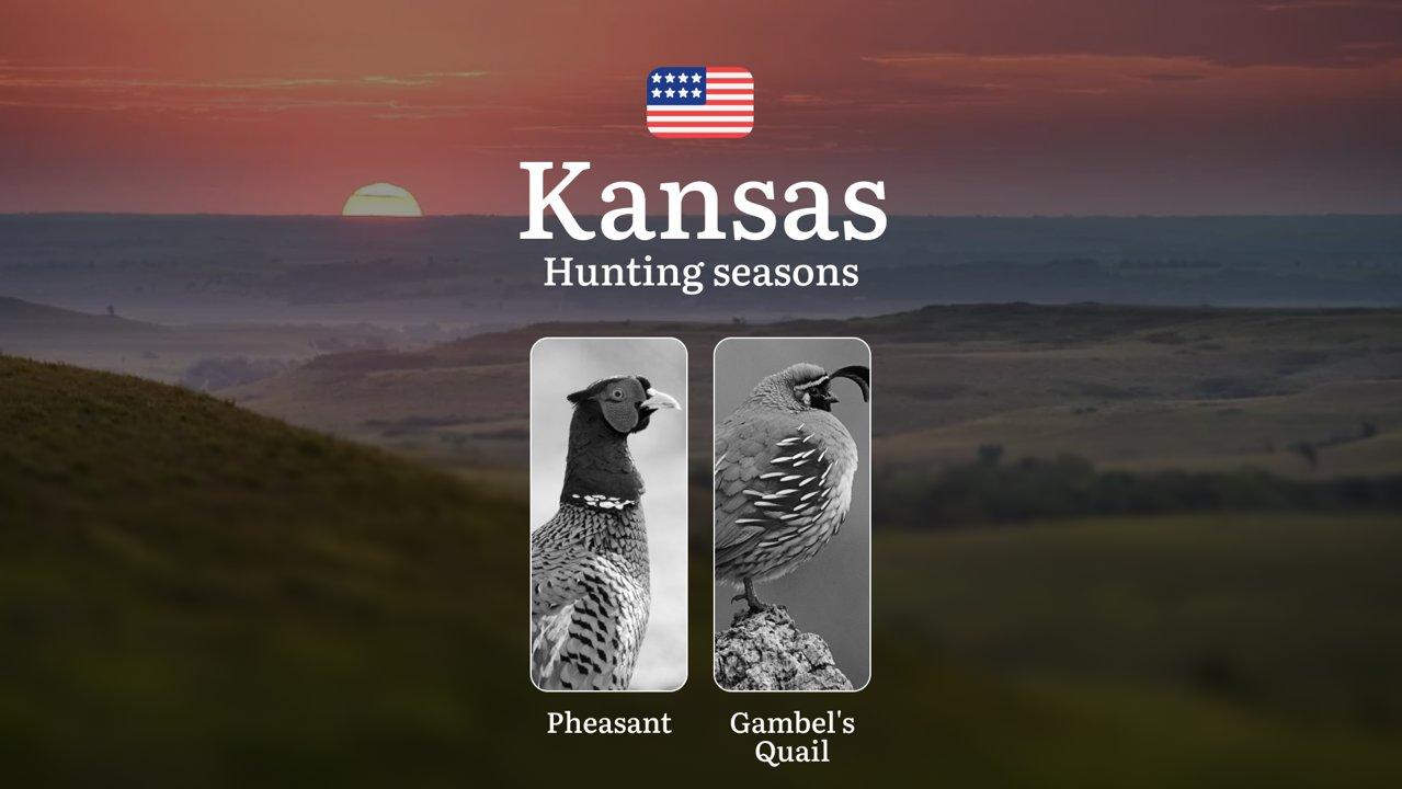 Seasons of Hunting in Kansas: Timing, Rules, Permits and Best Periods for Hunting, Restrictions and Prohibitions, Fines for Violating Hunting

When Can You Hunt Pheasants