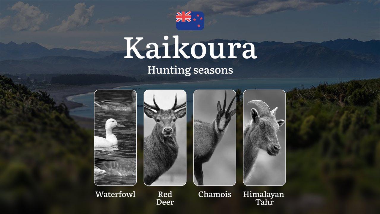 KAIKOURA: Hunting Seasons, Regulations, Licenses, and Best Times for Trophies, Penalties for Violating Hunting Regulations

In New Zealand, hunting is not only a popular 