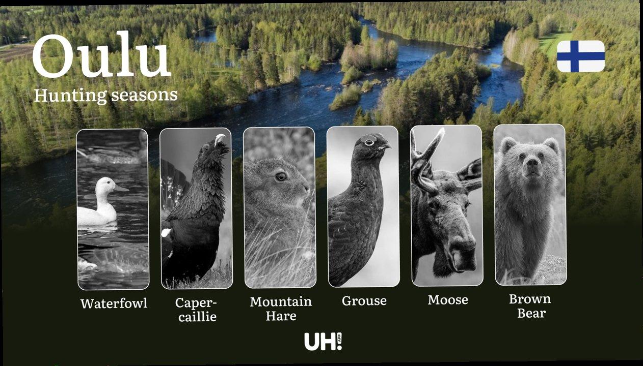 Hunting Seasons in OULU: General Regulations, Protected Periods, Obtaining Hunting Licenses and Practical Hunting Strategies