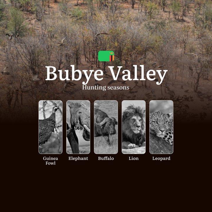 When the Thornveld Awakens: Mastering Bubye Valley's Hunting Seasons, Regulations, and Trophy Opportunities