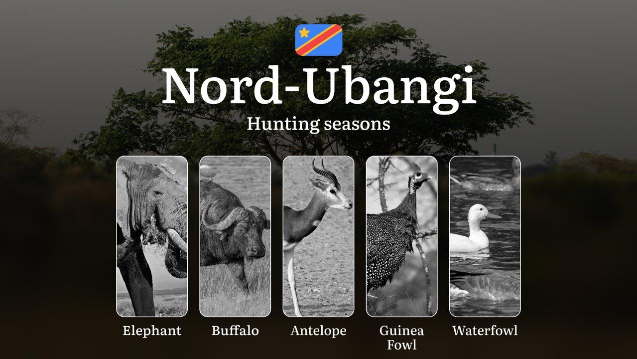 Sud-Kivu, DRC: Official Hunting Dates, Legal Limits, Licensing Standards, Gear Strategies, Tools, and Tactics 

Hunting in Sud-Kivu, Democratic Republic of Congo (DRC), o