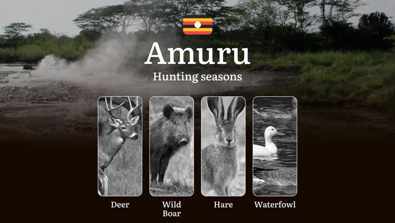 Amuru: Hunting Activity Periods, Protected Species and Seasonal Restrictions, Obtaining a License, Penalties That Affect Your Hunt, Expert Advice, Timing, Equipment 