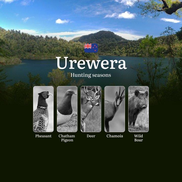 UREWERA Hunting Season: Rules and Timeframes, Documents, Clubs, and Access, Tips from Experienced Hunters