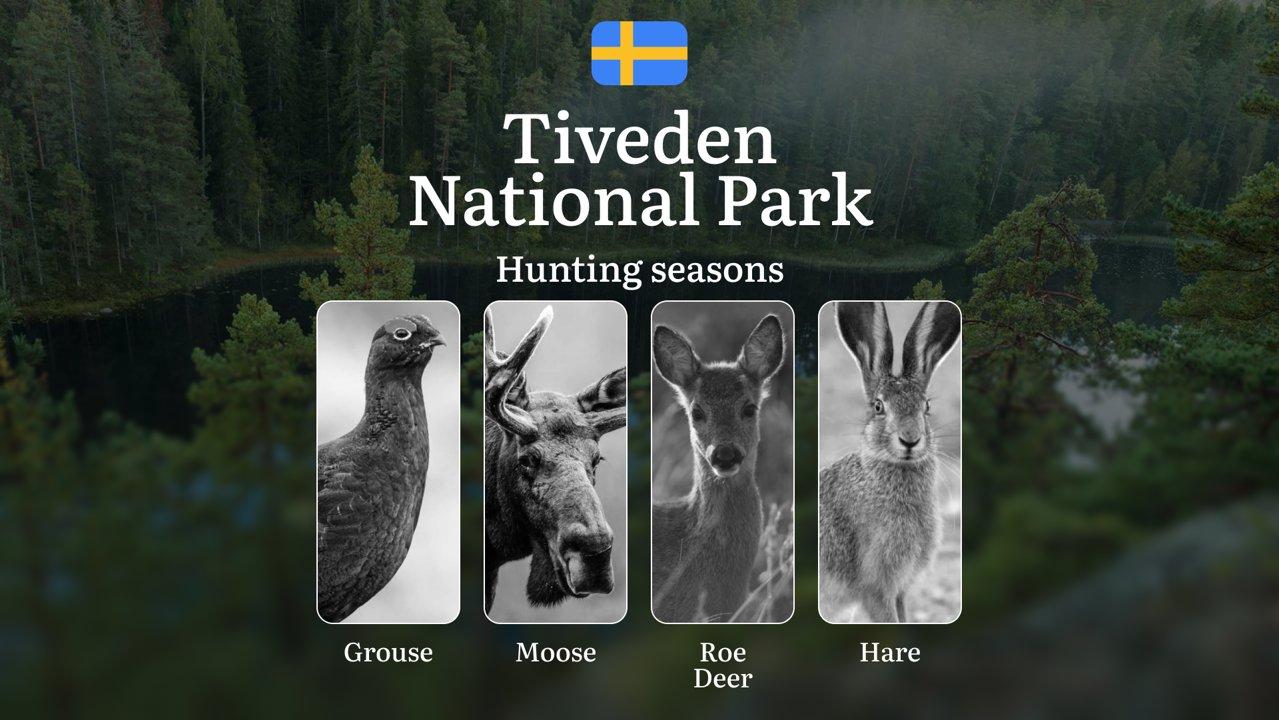 Hunting Periods and Local Rules in TIVEDEN NATIONAL PARK: Species You Can Hunt Throughout the Year, Seasonal Activity of Game, and the Steps to Get a Legal Hunting Licens