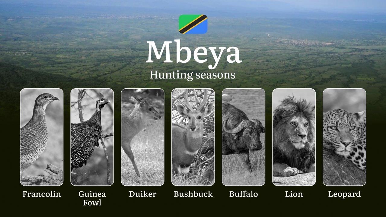 Hunting Calendar for Mbeya: Prime Times for Big and Small Game, Restricted Areas, Regulations and Exemptions, Obtaining Your Hunting Permit, Equipment, Locations, and Opt
